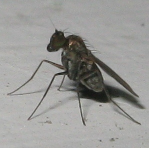 Moschina da identificare